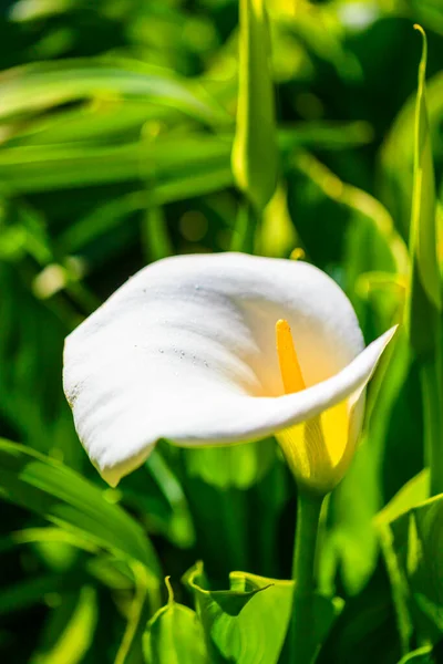 White Tulip Flower Garden — Stock Photo, Image