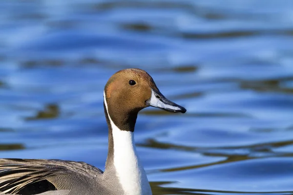 Closeup Shot Beautiful Mallard Duck Swimming Water — Stock Photo, Image