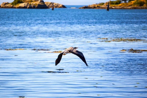 Seagull Flying Sea — Stock Photo, Image