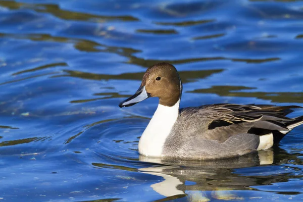 Canard Sur Lac — Photo