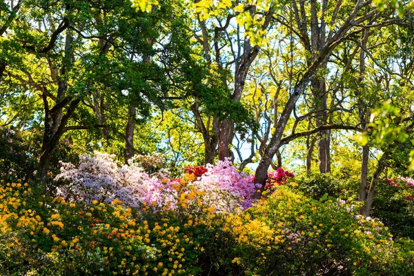 Hermosas Flores Jardín — Foto de Stock