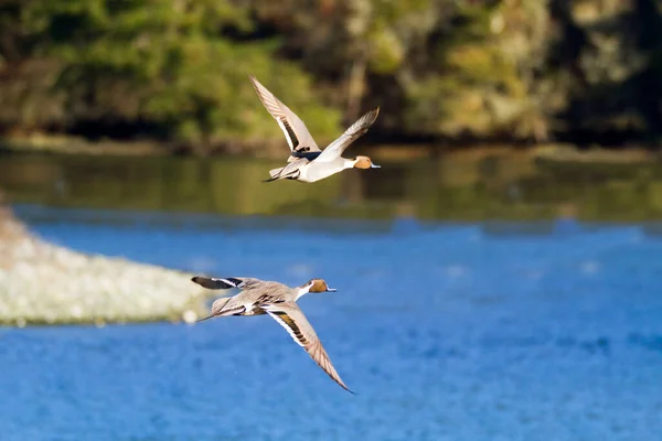 Pélican Blanc Volant Dans Eau — Photo