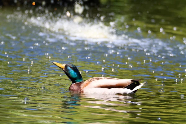 Canard Sur Lac — Photo