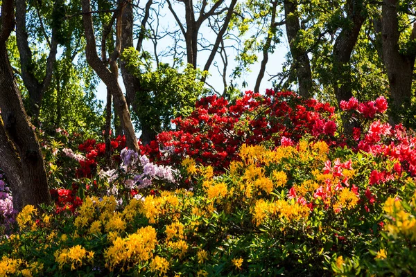 Красочные Цветы Растущие Саду — стоковое фото