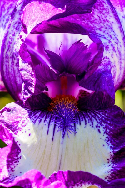 Bela Flor Orquídea Perto — Fotografia de Stock