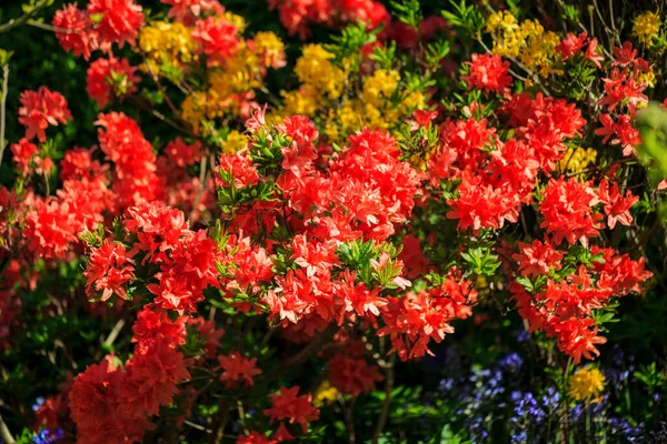 Beautiful Flowers Garden — Stock Photo, Image