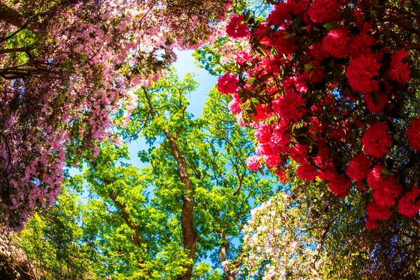 Beautiful Flowers Garden — Stock Photo, Image