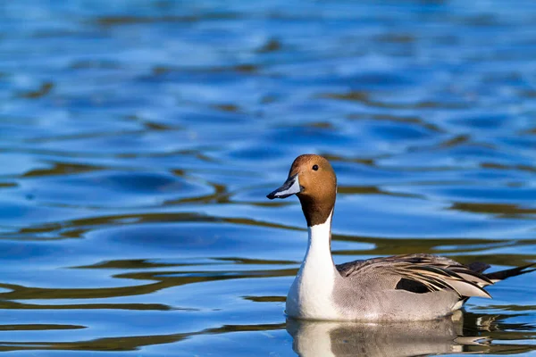 Une Belle Photo Canard Nageant Dans Eau — Photo