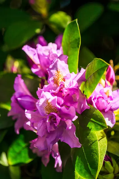 Belles Fleurs Lumineuses Poussant Dans Jardin Journée Ensoleillée Été — Photo