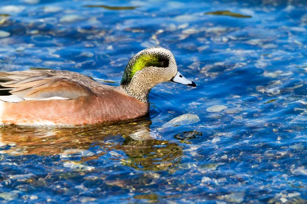 Canard Nageant Dans Eau — Photo