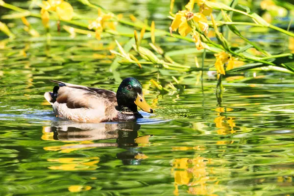 Duck Water Close View — Stock Photo, Image