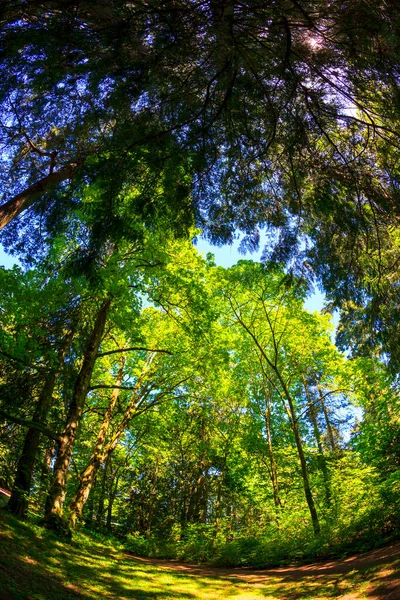 Belle Vue Sur Forêt — Photo