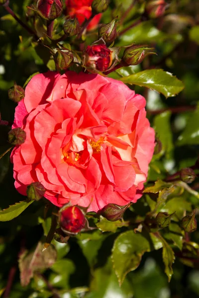 Красивые Розы Саду — стоковое фото