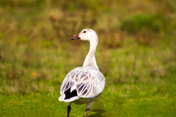 Witte Gans Het Gras — Stockfoto