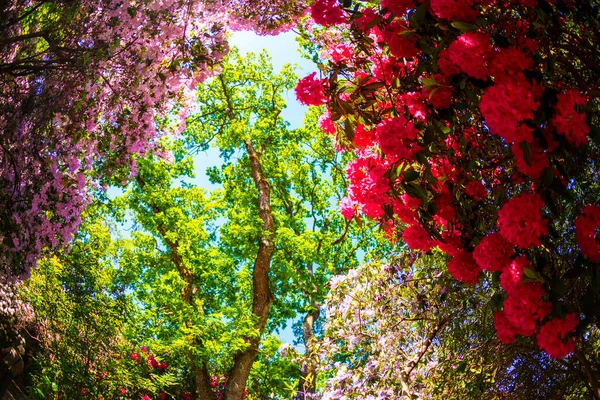 Красивые Яркие Цветы Растут Саду Летний Солнечный День — стоковое фото