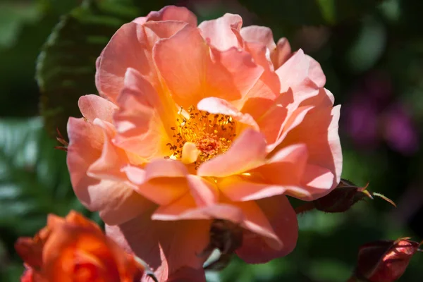 Fermer Belle Fleur Dans Jardin — Photo