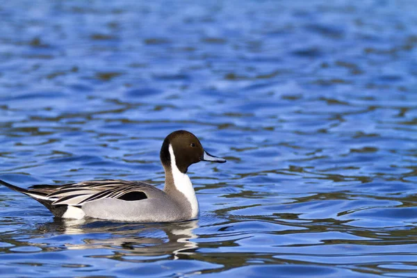 Suda Yüzen Bir Yaban Ördeğinin Yakın Plan Fotoğrafı — Stok fotoğraf