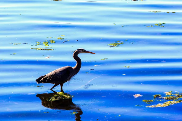 Belle Vue Sur Lac Dans Soirée — Photo