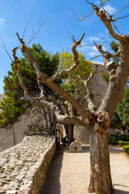 Mavi gökyüzü olan bir ağacın dikey görüntüsü.