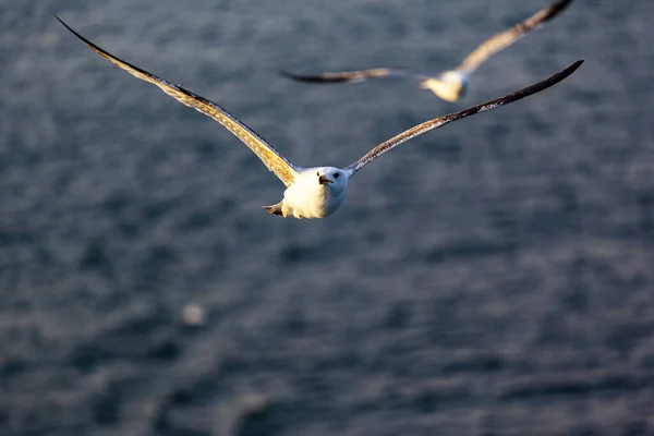 Seagull Flying Sea — Stock Photo, Image