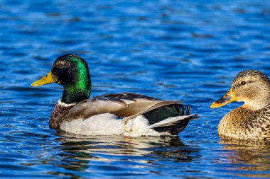 Göldeki yaban ördeği