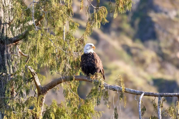 Bald Eagle Perched Tree Branch — Stock Photo, Image