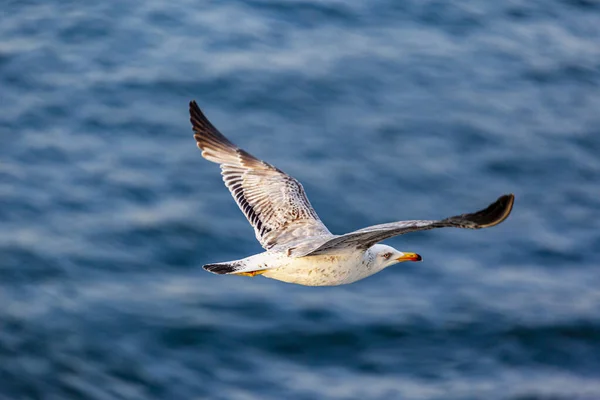 Gaviota Volando Mar —  Fotos de Stock