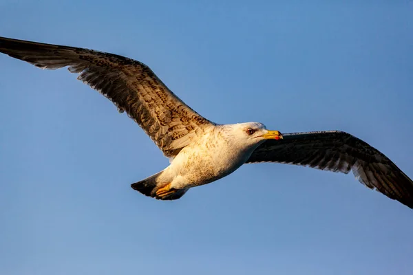 Een Meeuw Die Door Lucht Vliegt — Stockfoto