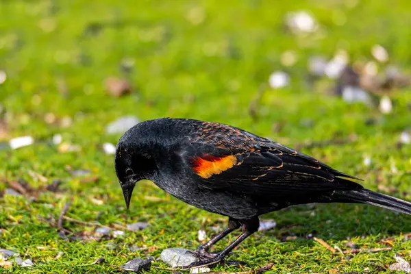 Pássaro Preto Está Sentado Uma Grama Verde — Fotografia de Stock