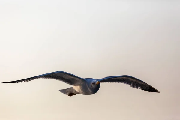 Meeuwen Die Lucht Vliegen — Stockfoto