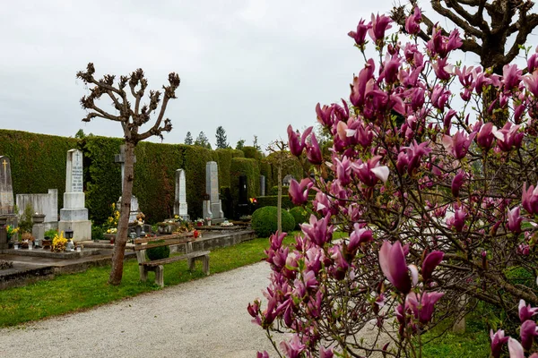 Mooie Bloemen Het Park — Stockfoto