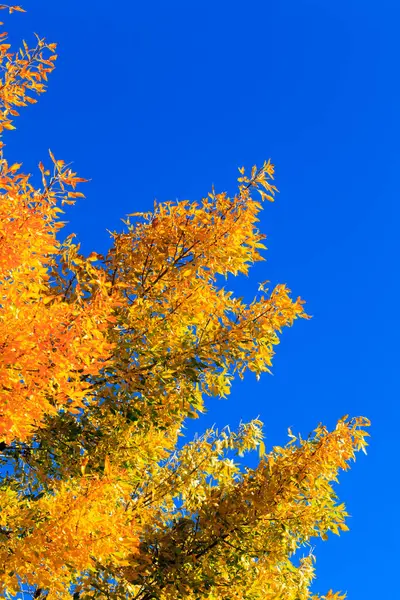 Folhas Outono Amarelo Árvore Contra Fundo Céu Azul — Fotografia de Stock