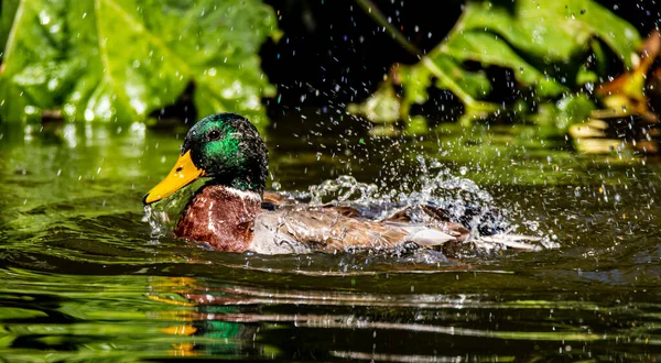 Canard Dans Eau — Photo