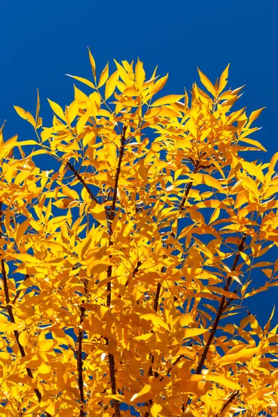 Folhas Outono Amarelo Árvore Contra Fundo Céu Azul — Fotografia de Stock