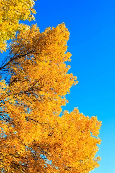Outono Paisagem Com Folhas Amarelas Céu Azul — Fotografia de Stock