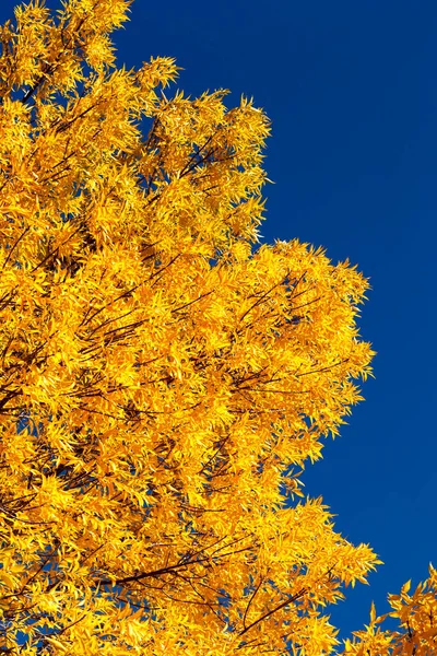 Folhas Outono Amarelo Árvore Contra Fundo Céu Azul — Fotografia de Stock