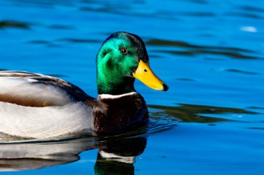 Ördek suda yüzüyor.