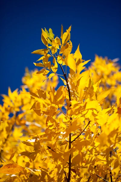 蓝天背景下的黄秋树叶 — 图库照片