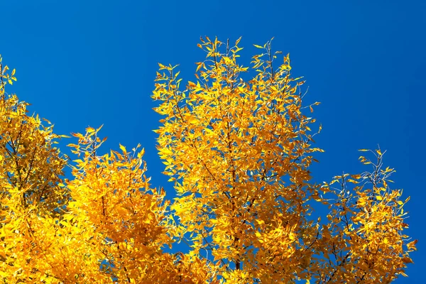 Осенние Листья Осенний Сезон Флоры Голубом Фоне Неба — стоковое фото