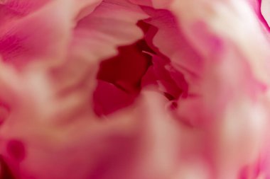 Pembe gül yapraklarını kapatın.