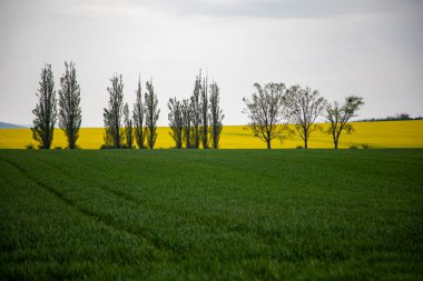 Sarı buğday tarlası olan güzel bir manzara.