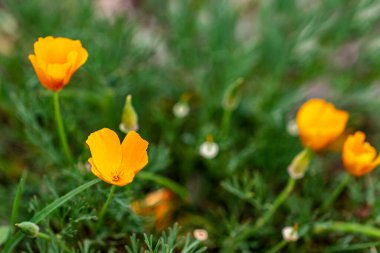 Güneşli yaz gününde bahçede büyüyen güzel, parlak çiçekler. 
