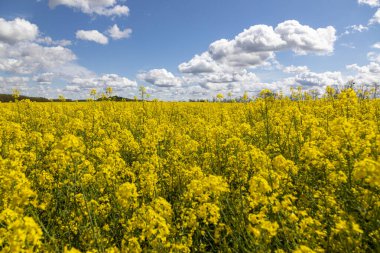 Mavi gökyüzü ile sarı tecavüz sahası