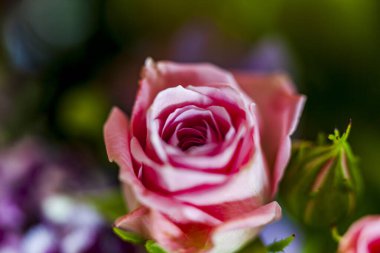 Bahçedeki güzel güller