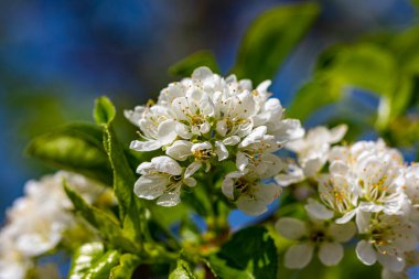 Güneşli yaz gününde bahçede büyüyen güzel, parlak çiçekler. 