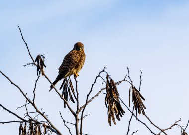 Ormandaki bir ağacın dalındaki kuş.