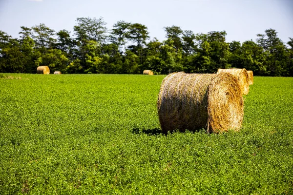 Hooibalen Het Veld — Stockfoto