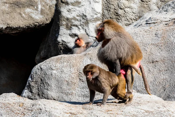 Close Macaco Bonito Sentado Uma Rocha — Fotografia de Stock