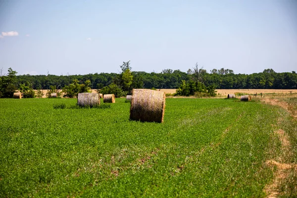 Balles Foin Sur Terrain — Photo