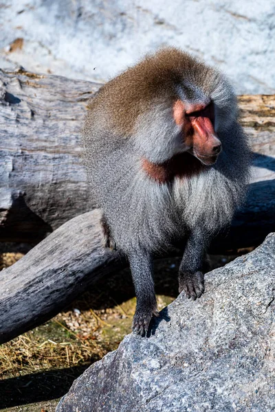Macaco Seu Habitat Natural — Fotografia de Stock